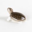 画像5: ミニ亀　（大） (5)