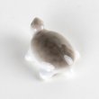 画像3: ミニ亀　（中） (3)